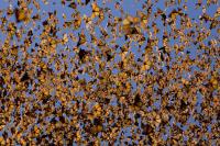 Cover image for Life. Episode 6 : Insects