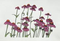 Cover image for Garden of Coneflowers, 2025