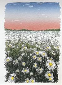 Cover image for Lost in the Daisies, 2024